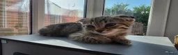 Scottish Fold cats for sale: *ONE LEFT, READY NOW* Pretty Scottish Fold girl  - Advert 6