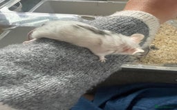 Mouse rodents for sale: Beautiful fancy mice ready now - Image 8