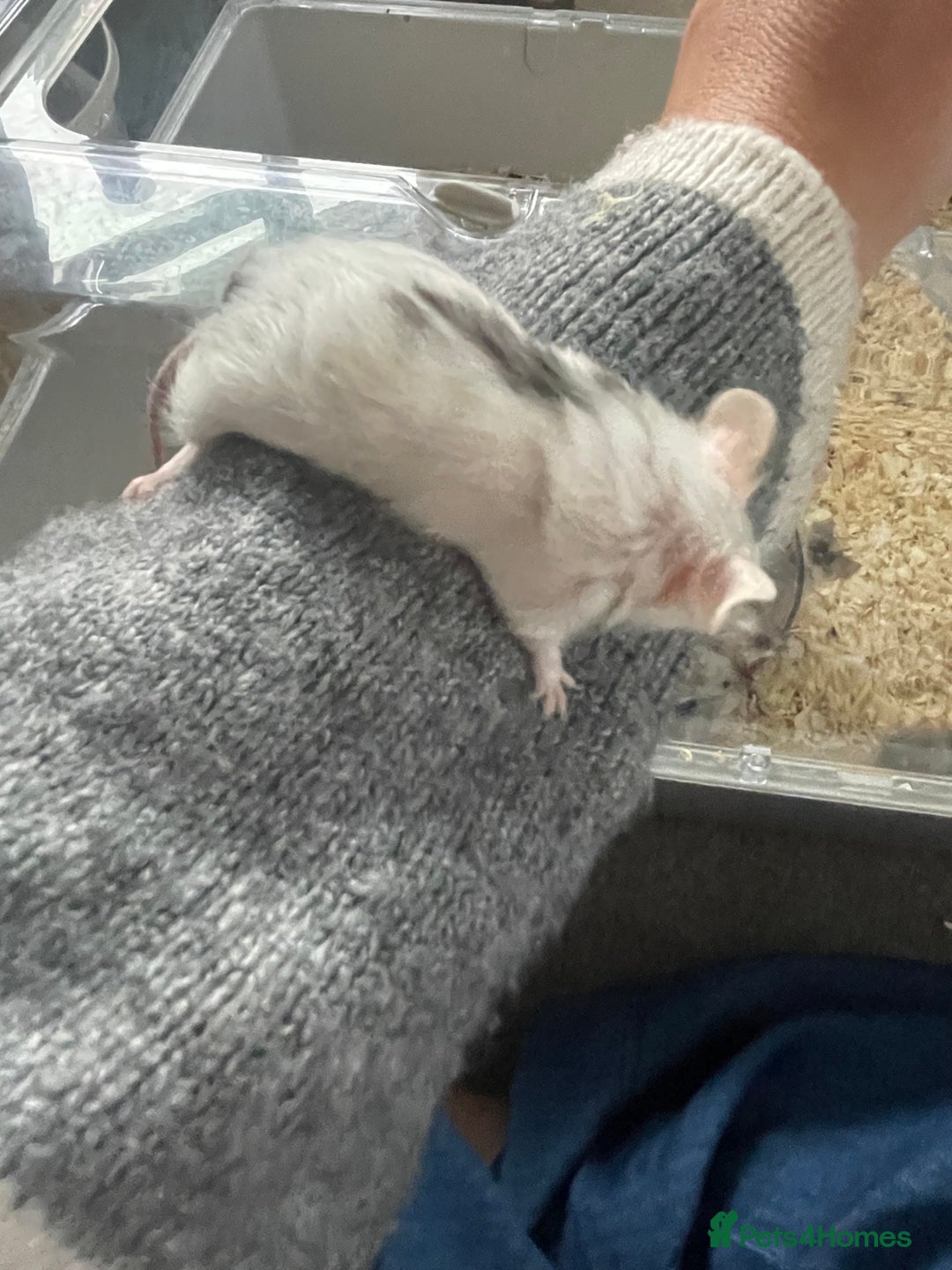 Mouse rodents for sale: Beautiful fancy mice ready now - Image 8