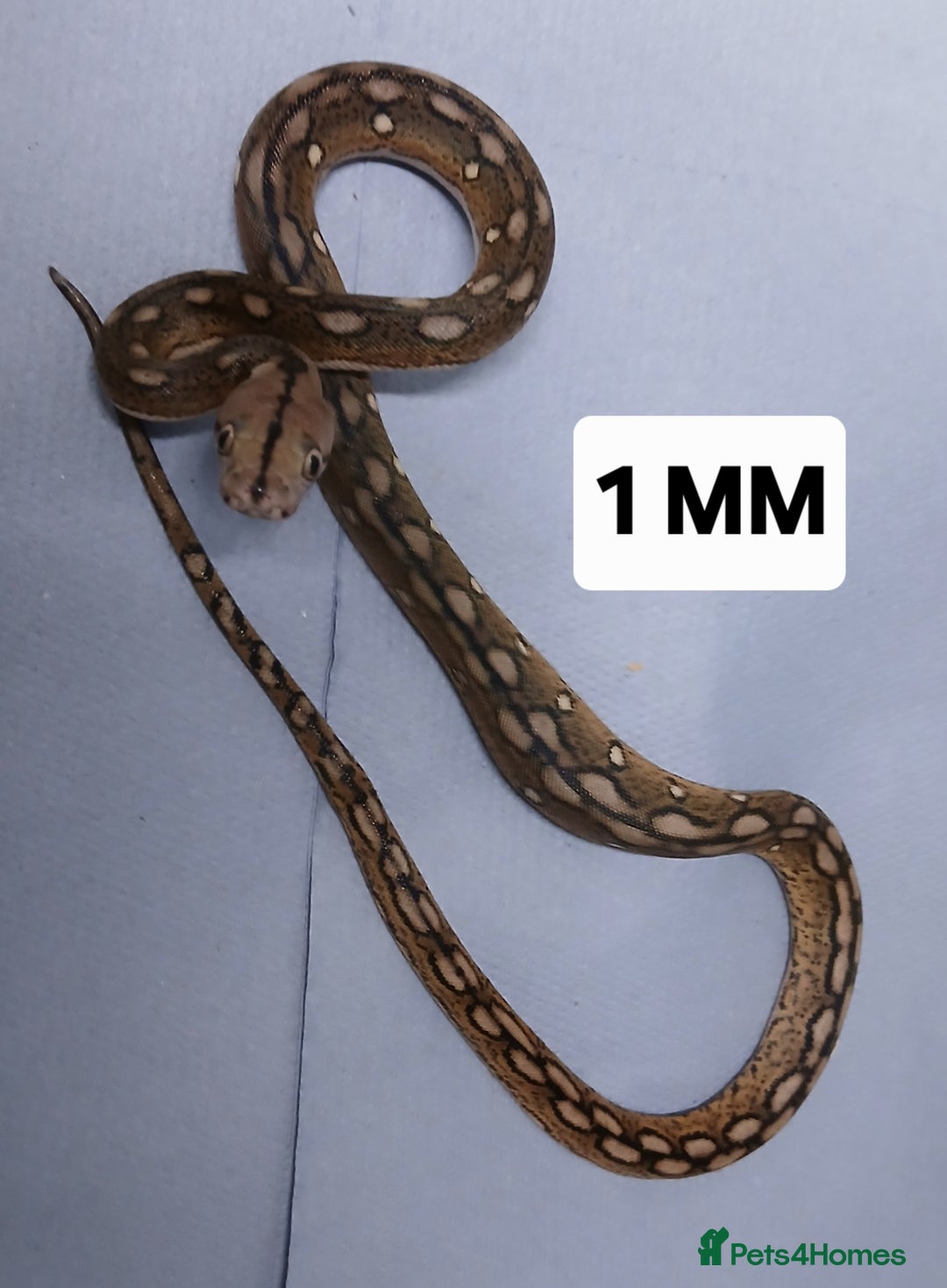 Python Snake reptiles for sale: Malayan Python Male - Advert 2