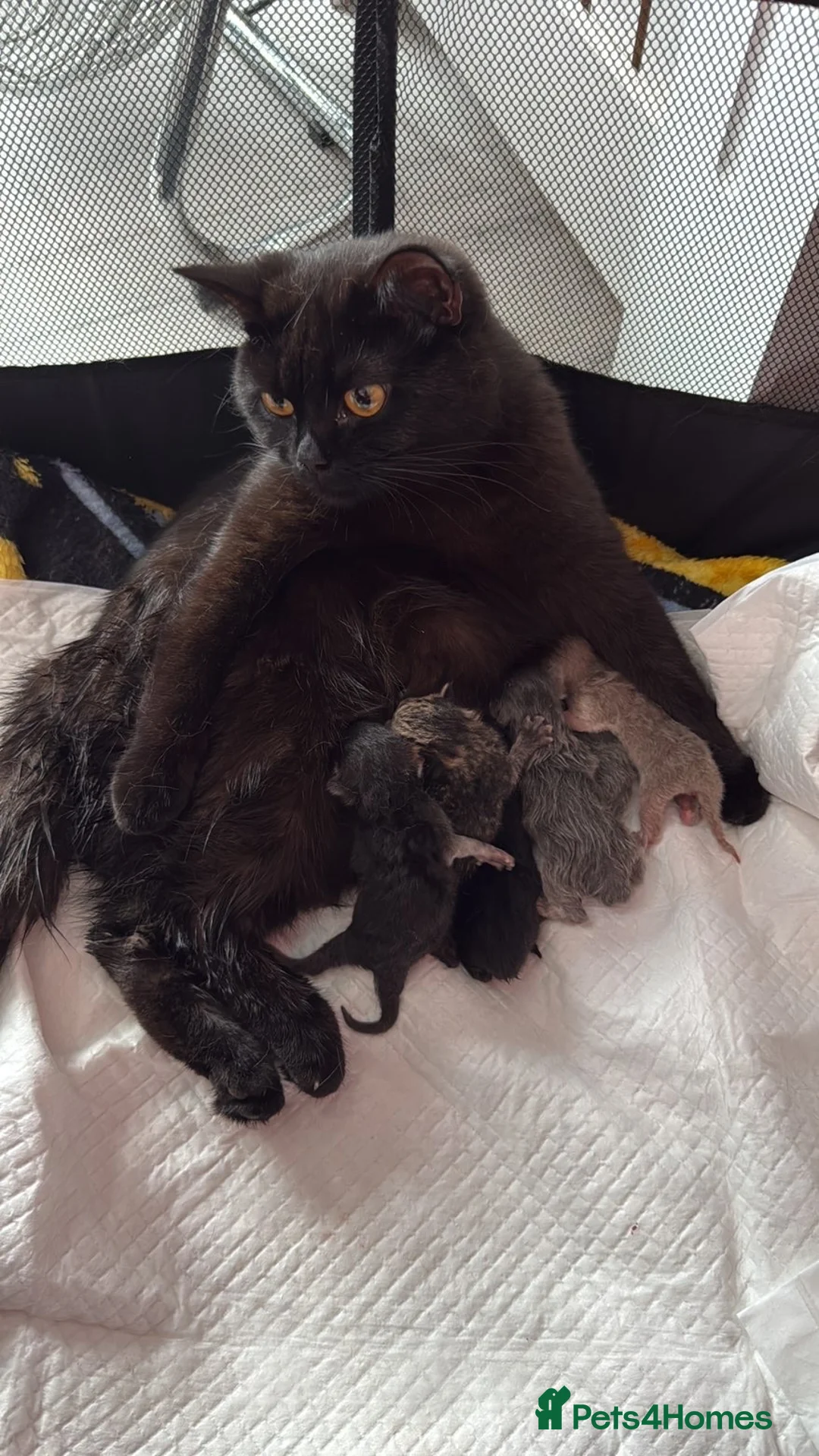 Scottish Fold cats for sale: Scottish longhair & Beautiful Tabby kitten  - Advert 1