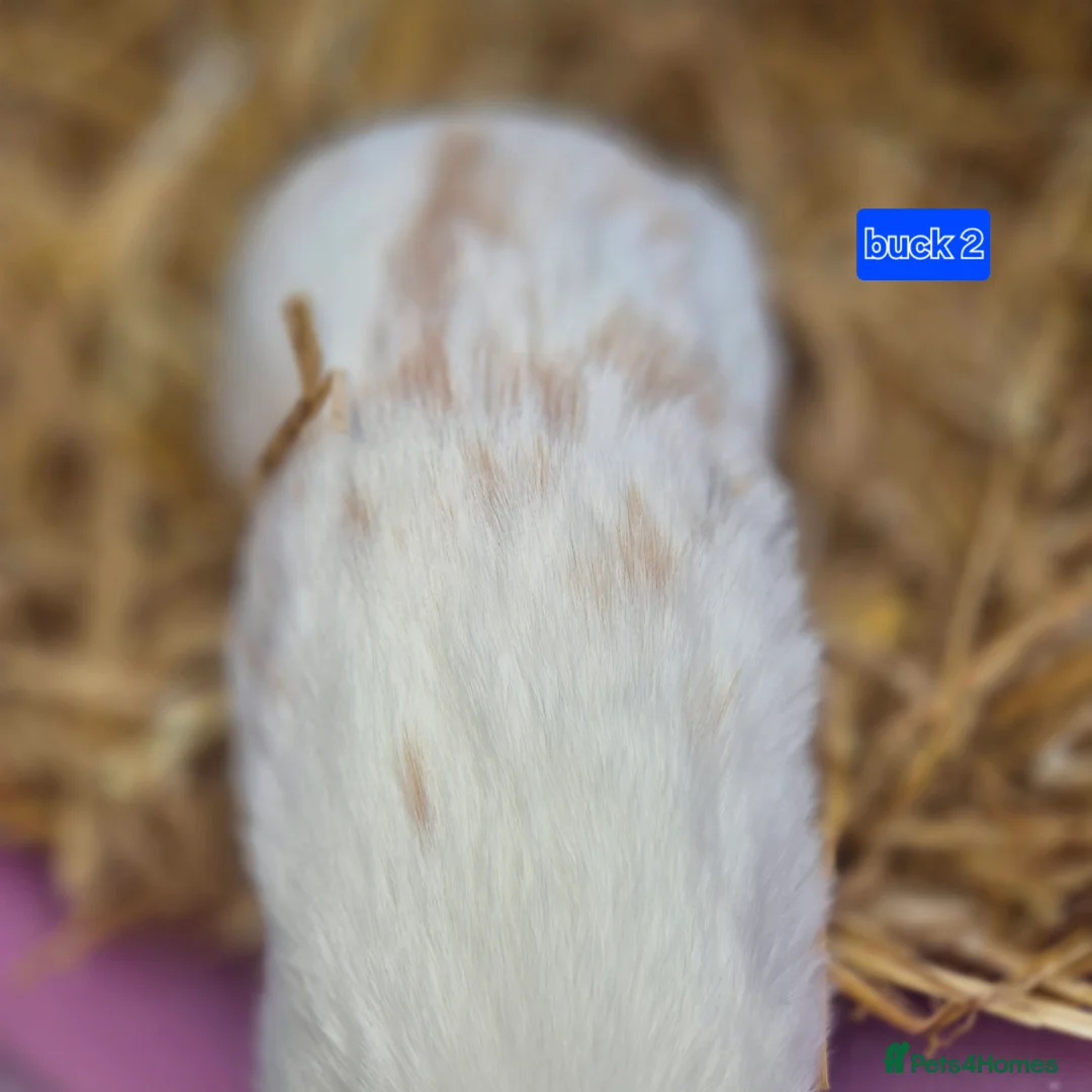 Mini Lop rabbits for sale: Gorgeous mini lop x Rhinelander kits ready April - Advert 12