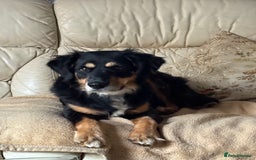 Mixed Breed dogs for adoption: Sweet Bubu Looking For Love  - Image 4