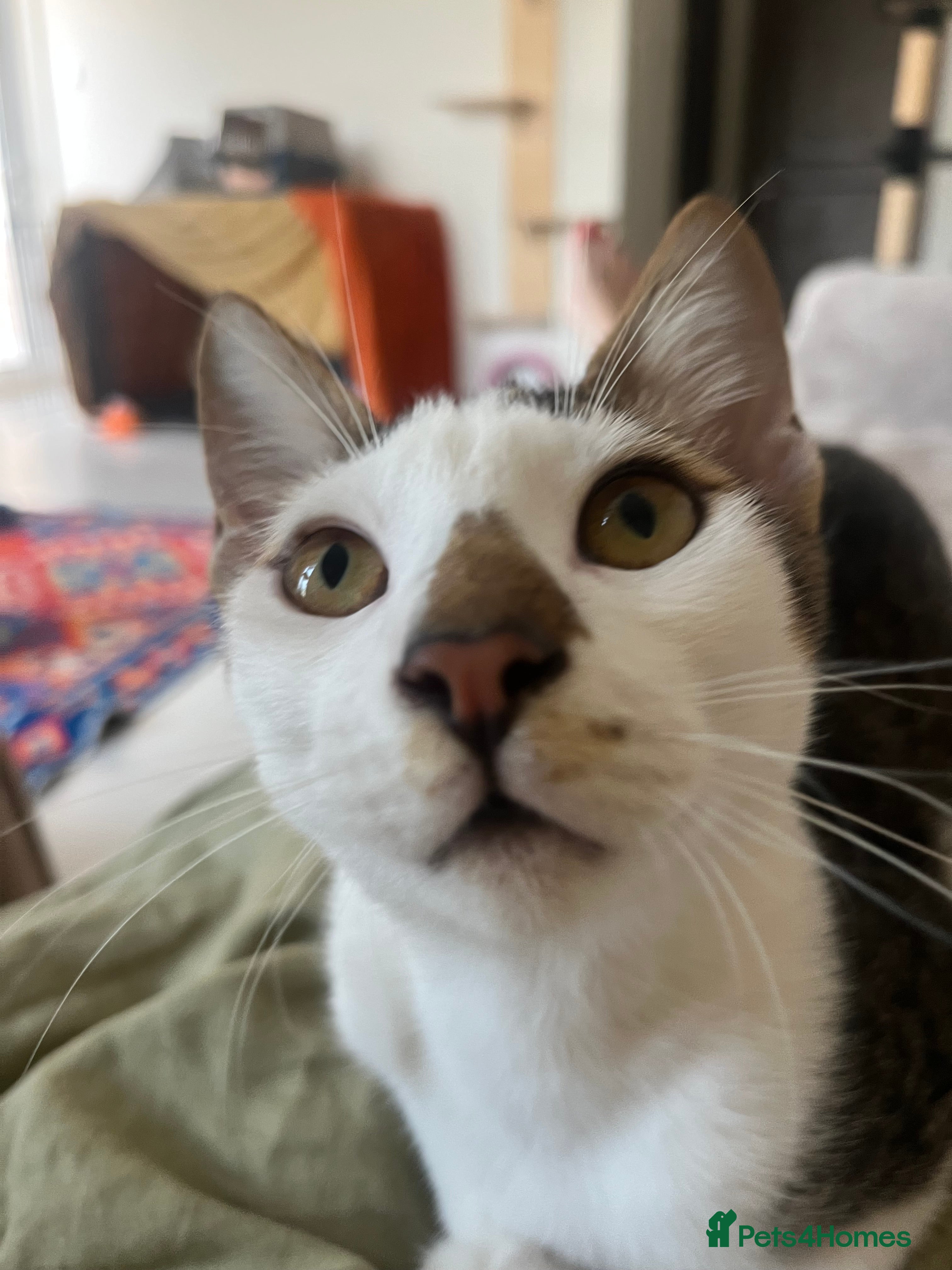 Mixed Breed cats *Cat and a child Friendly*  Alan  - Advert 1