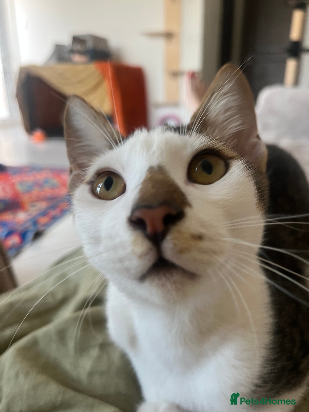 Mixed Breed cats for adoption: *Cat and a child Friendly*  Alan  - Advert 1