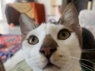 Mixed Breed cats *Cat and a child Friendly* Alan - Advert 4