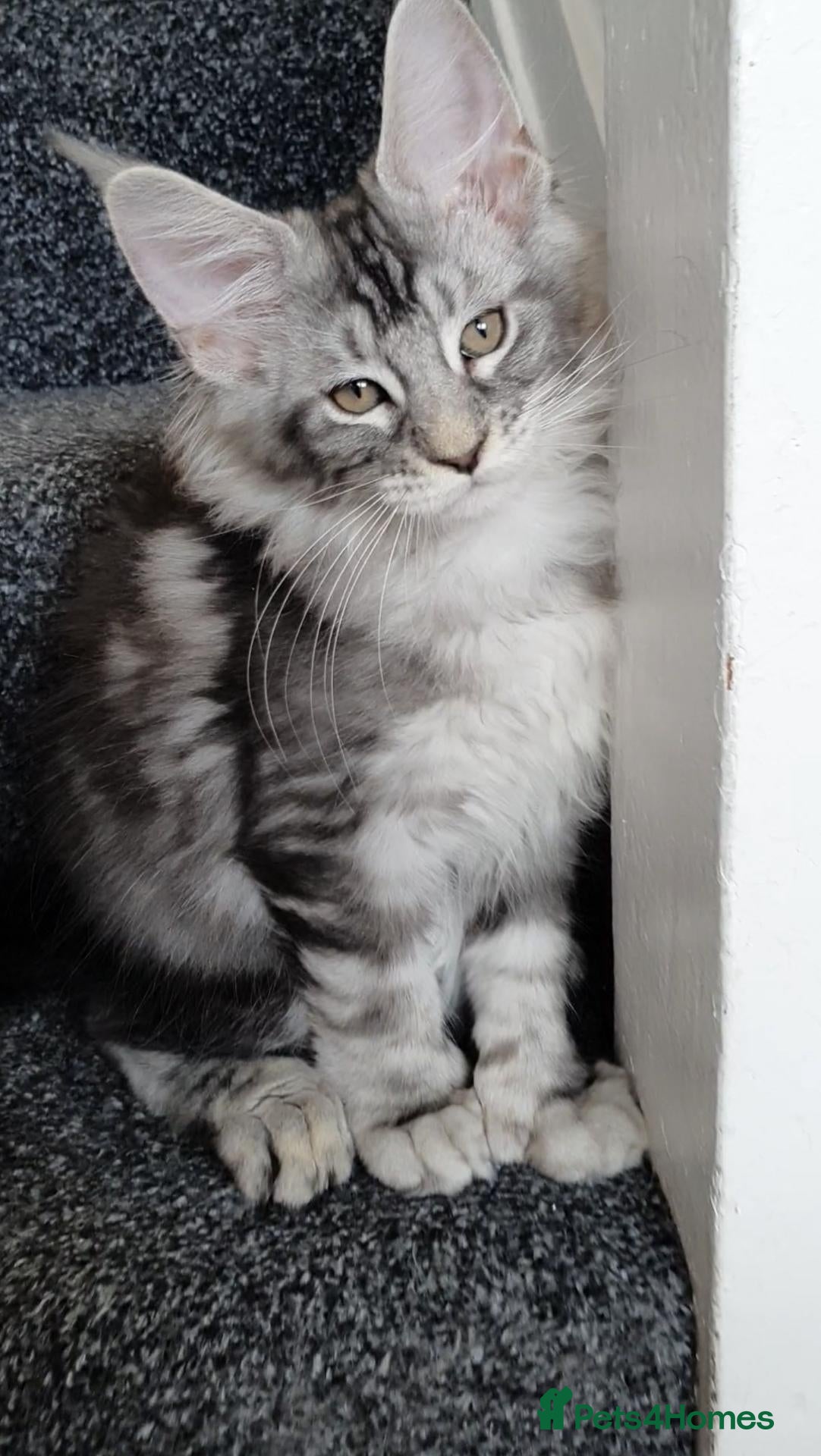 Maine Coon cats pure maine coons one polydactyl  - Advert 2