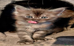 Maine Coon cats for sale: Stunnig Maine coon kittens  - Image 9