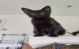 Savannah cats for sale: Gorgeous f5 kittens. Just melanistic girl left - Image 2