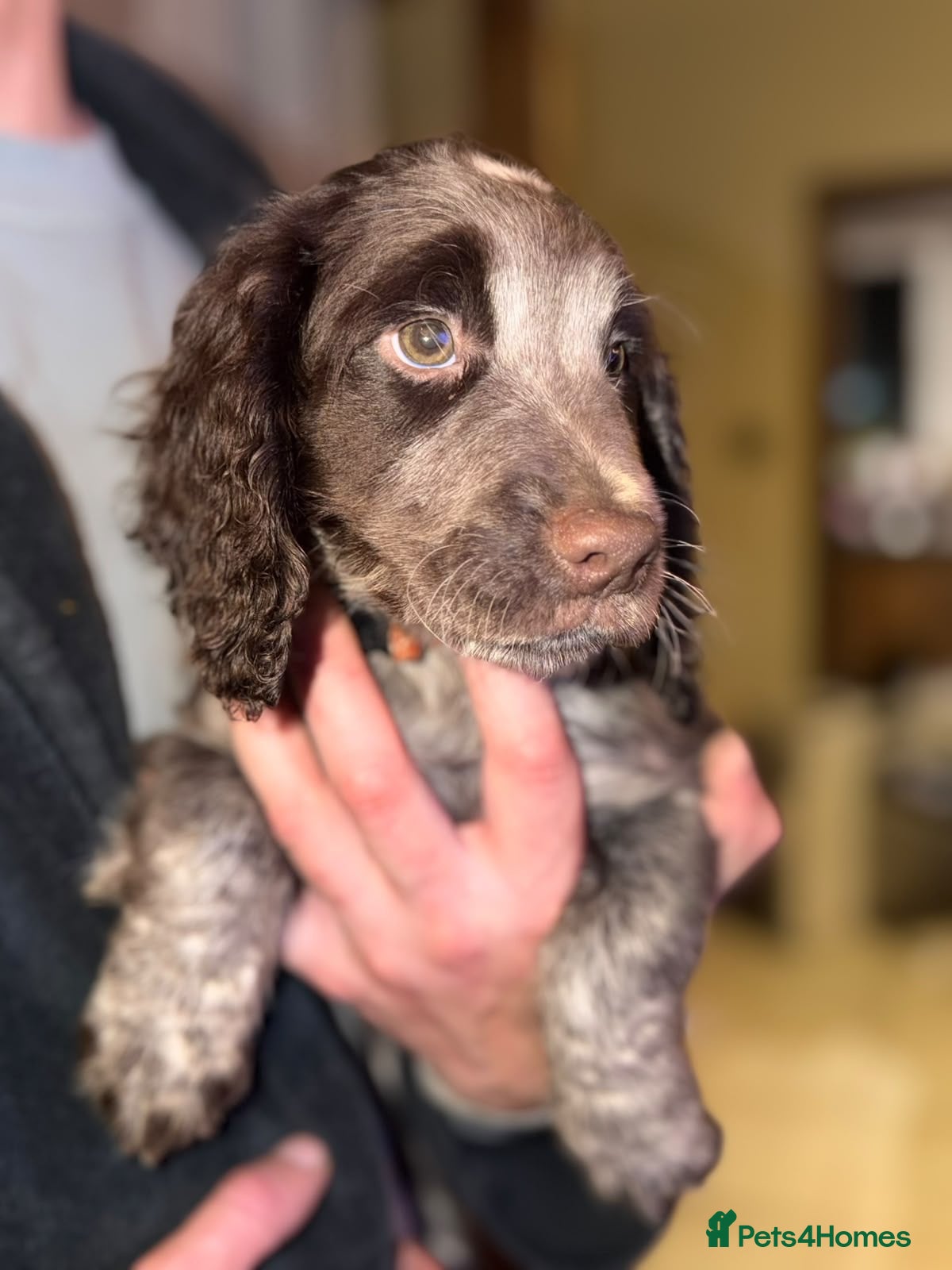 Sprocker dogs for sale: Sprocker! Ready to leave! - Advert 2