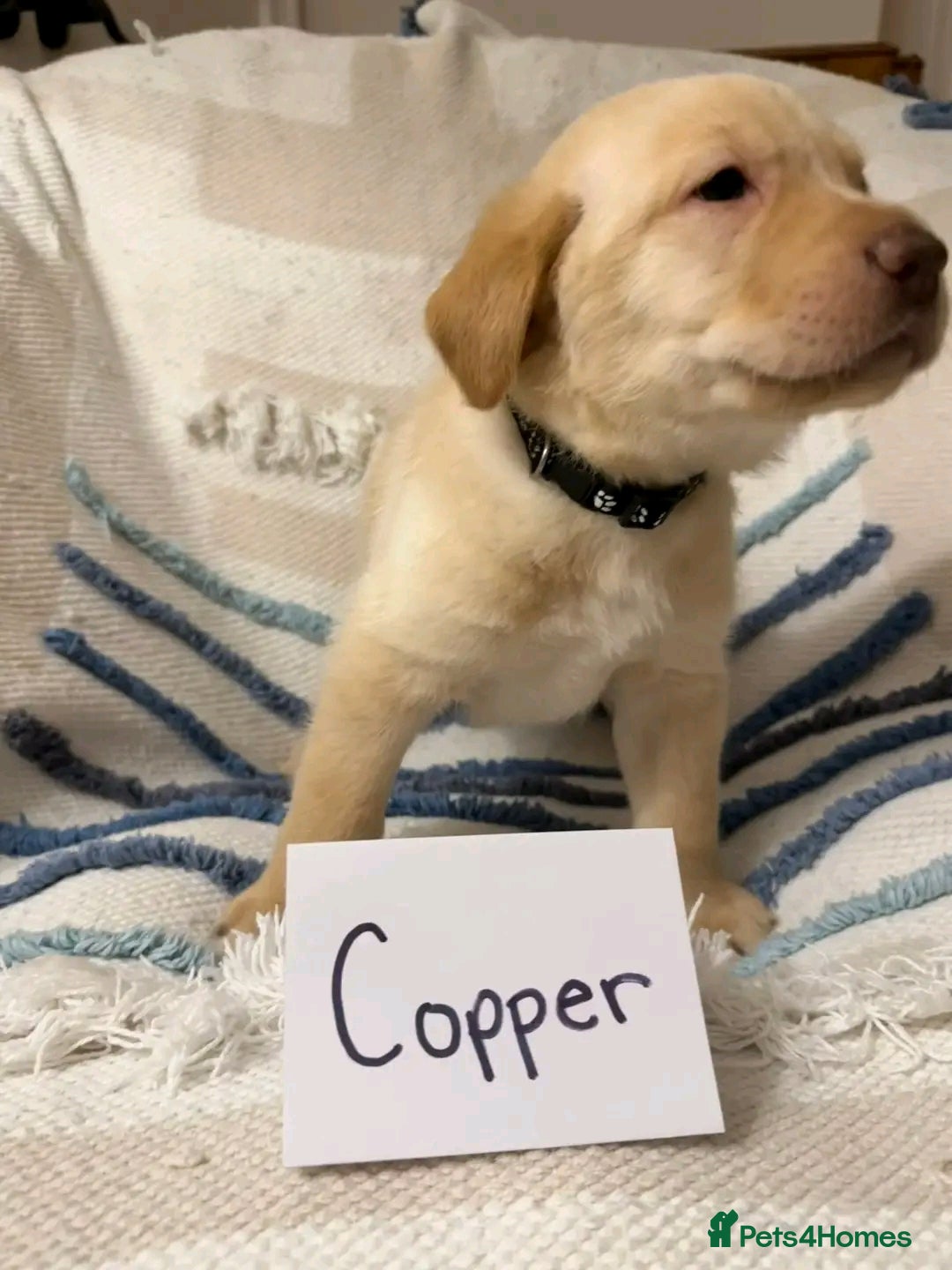 Labrador Retriever dogs for sale: Pure breed Labrador Retrievers puppies  - Image 7