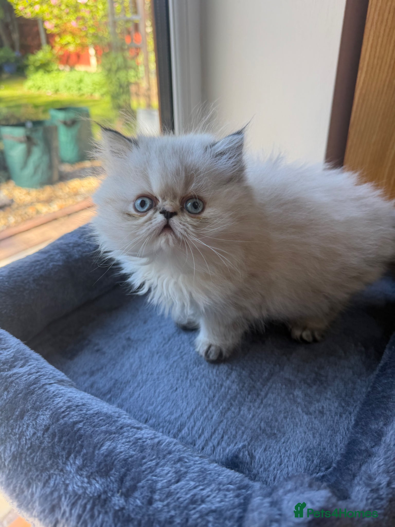 Persian cats Pure Persian female - Advert 8