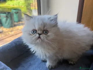 Persian cats Pure Persian female - Advert 8