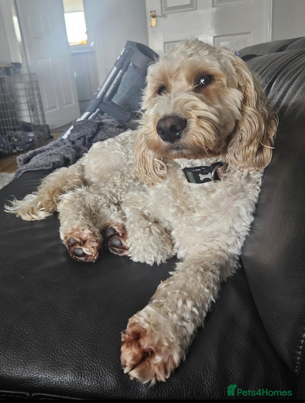 Cockapoo dogs for stud: F1 Cockapoo For Stud - Advert 1