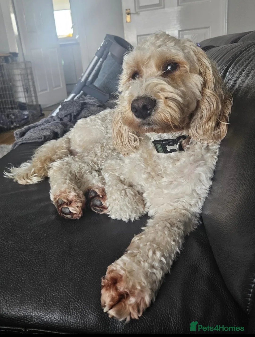 Cockapoo dogs for stud: F1 Cockapoo For Stud in Motherwell - Advert 1