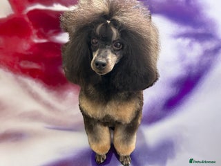 Toy Poodle dogs in Wigan - Advert 38