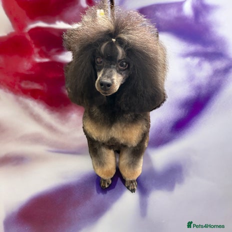 Toy Poodle dogs in Wigan - Advert 1