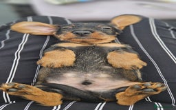 Dachshund dogs for sale: KC Register Standard Wirehaired Dachshund Puppies in Lincoln - Image 1