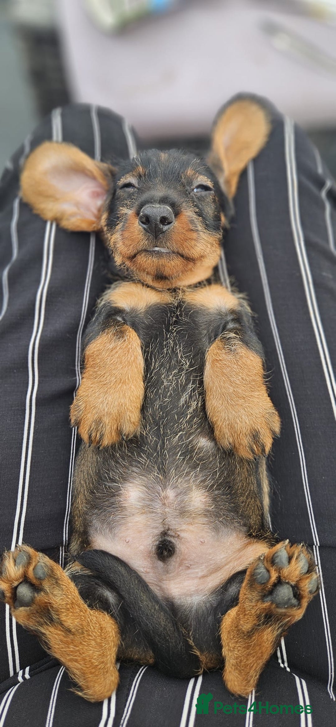 Dachshund dogs for sale: KC Register Standard Wirehaired Dachshund Puppies in Lincoln - Image 1