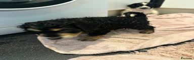 Cockapoo Puppy 1