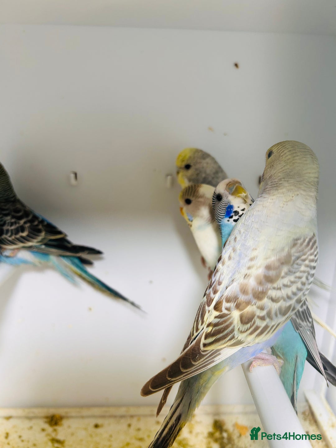 Budgerigars birds for sale: Stunning baby rainbow/pied budgies  in Luton - Image 23