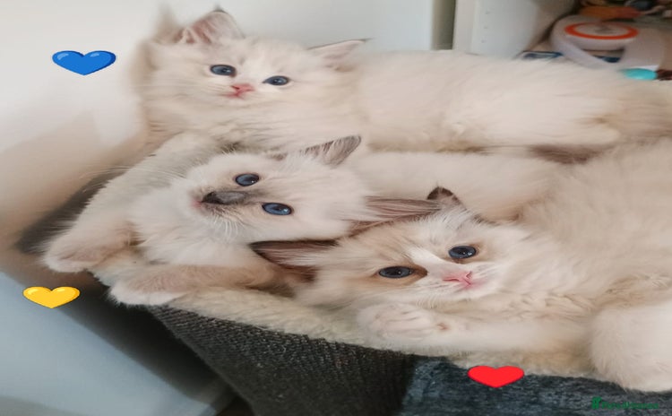 Ragdoll cats - Advert 4