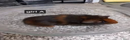 Guinea Pig rodents for sale: Baby guineapigs for sale - Advert 4