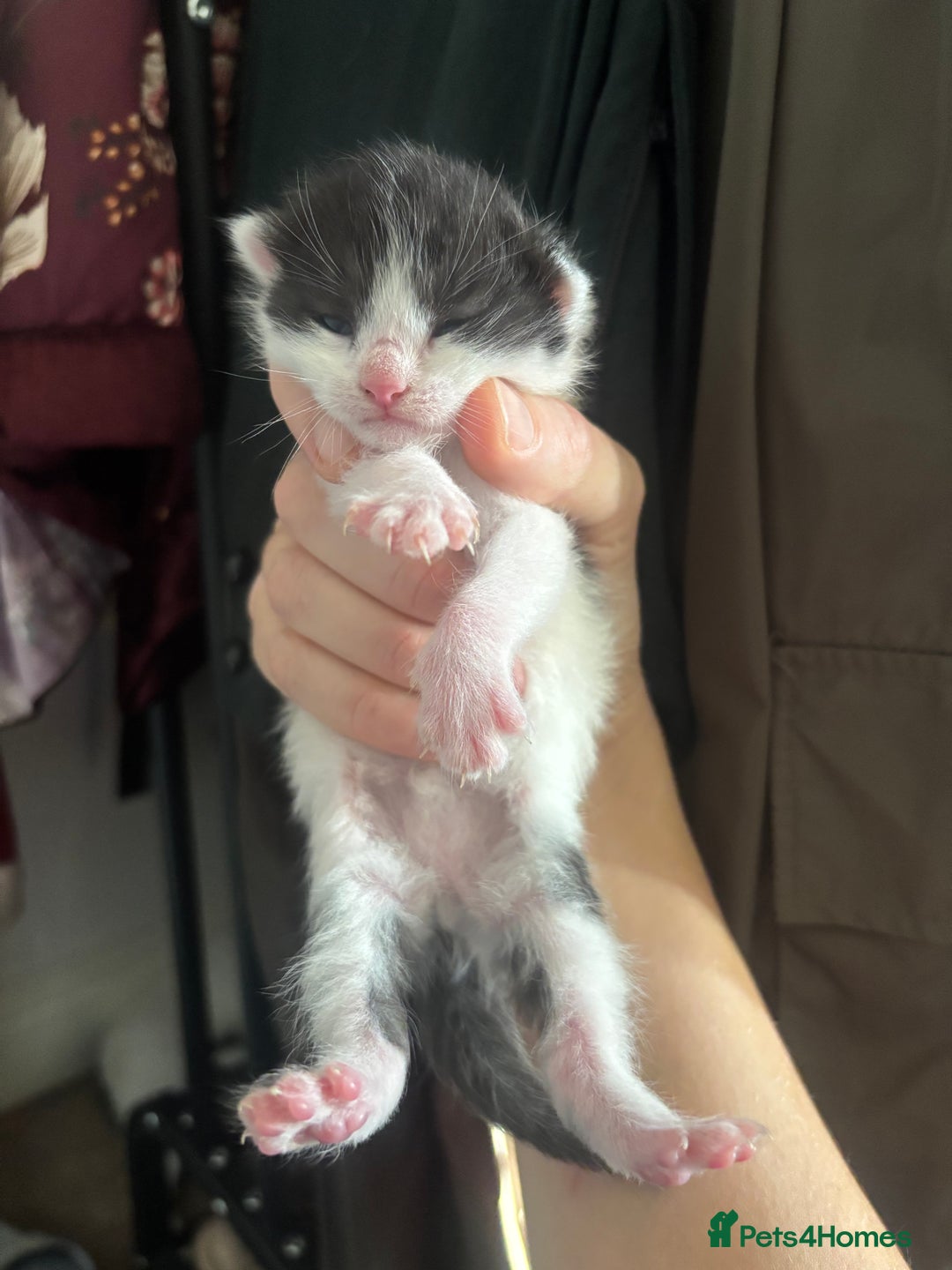 Mixed Breed cats for sale: Beautiful Black & White Kittens - Advert 5