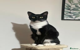 Domestic Shorthair cats for sale: Two Beautiful Boys - seeking new home  - Image 2