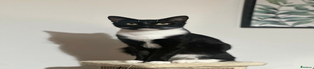 Domestic Shorthair Kitten 2