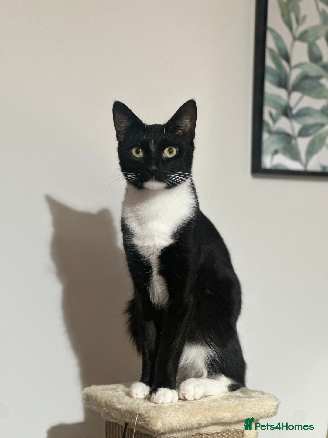Domestic Shorthair cats for sale: Two Beautiful Boys - seeking new home  - Image 2