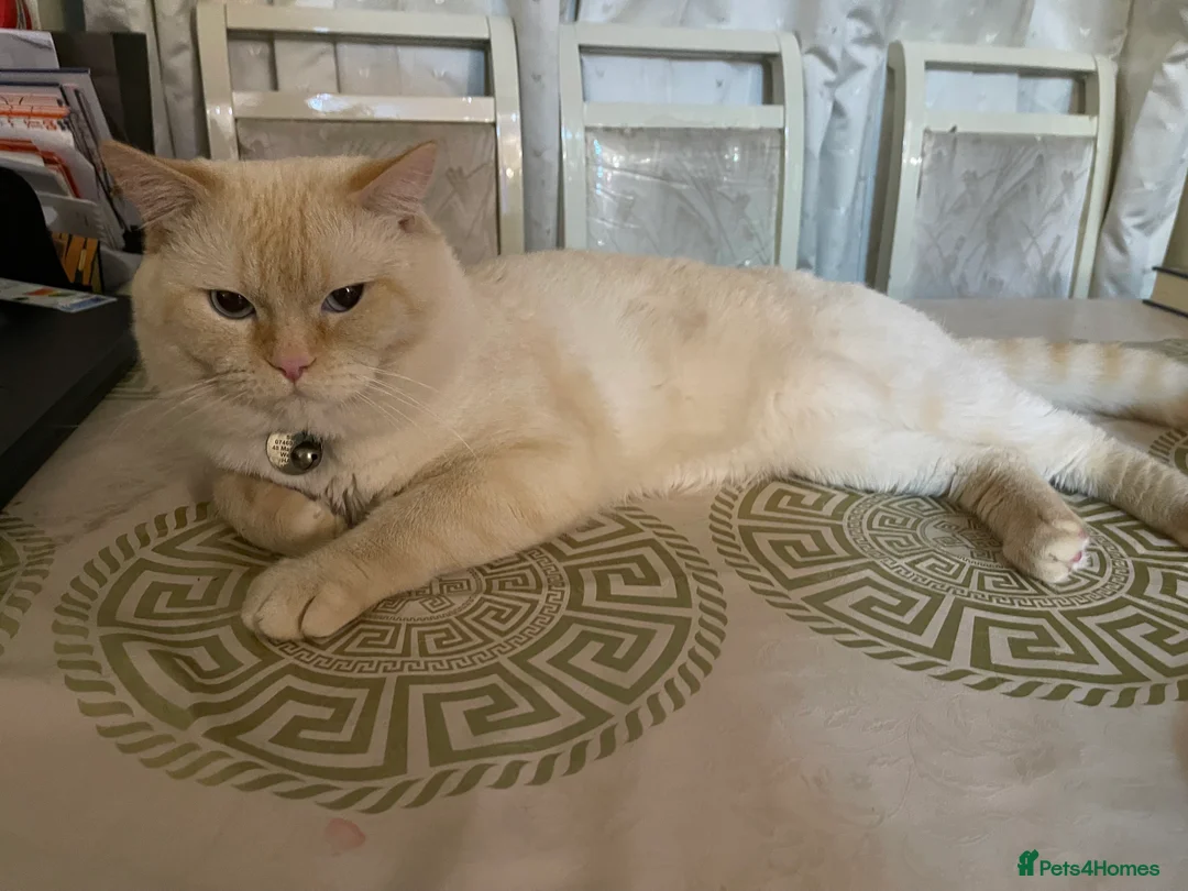 Ragdoll cats for sale: 5 beautiful kittens for sale - Advert 2