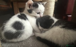 British Shorthair cats for sale: Adorable Black and White Kittens (mixed breed) - Image 16