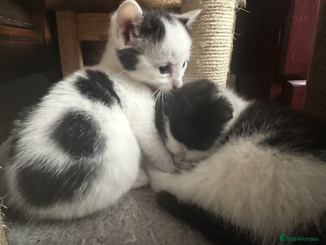 British Shorthair cats for sale: Adorable Black and White Kittens (mixed breed) - Image 16