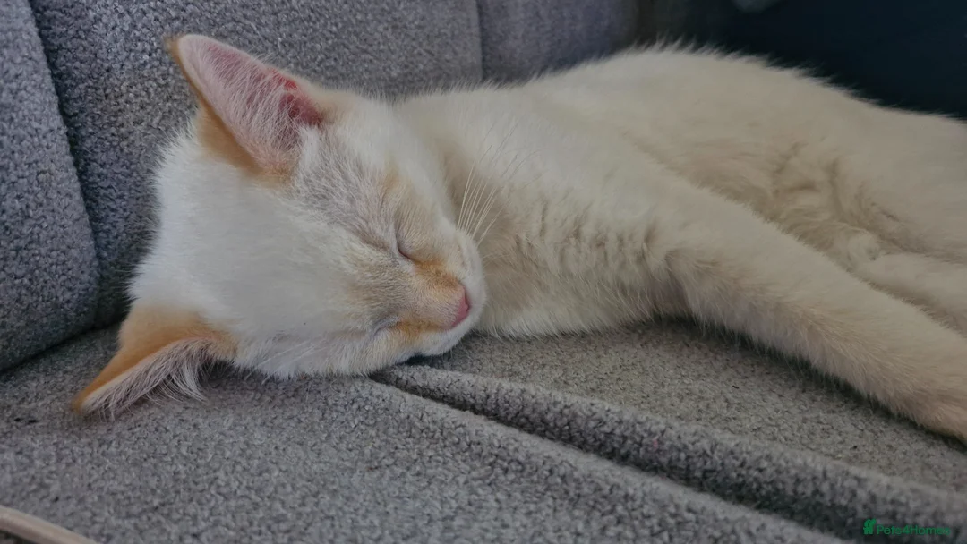 Mixed Breed cats for sale: Male Siberian Cross (Flame Point) in Bicester - Advert 2