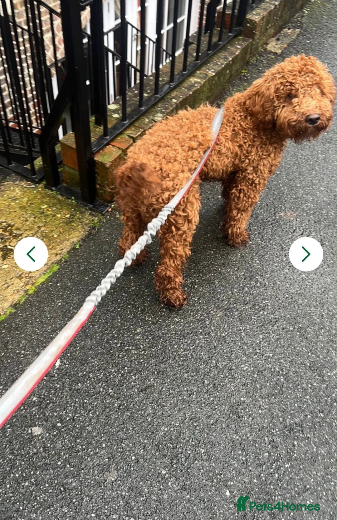 Cockapoo dogs for sale: Cockapoo Red Male in Brighton - Advert 2