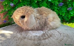 Mini Lop rabbits for sale: Stunning mini lops - Image 15