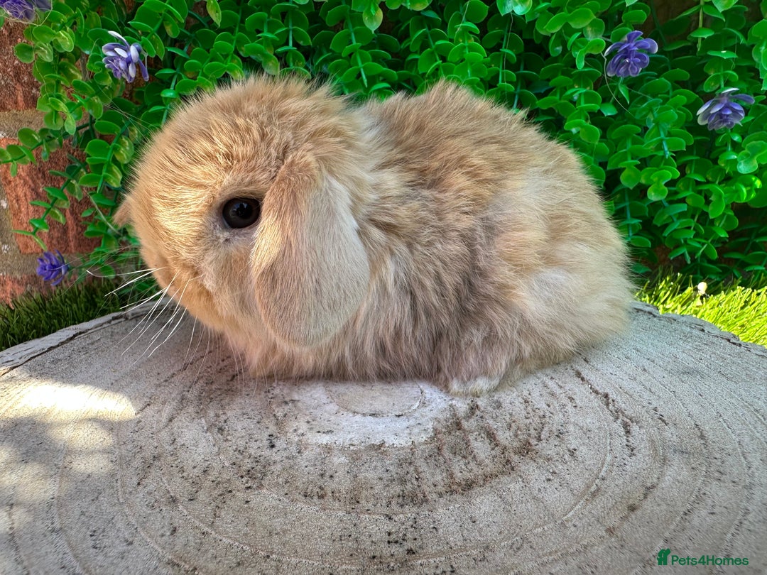 Mini Lop rabbits for sale: Stunning mini lops - Image 15