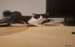 Mixed Breed cats for sale: 1 kitten left. READY NOW - Image 23