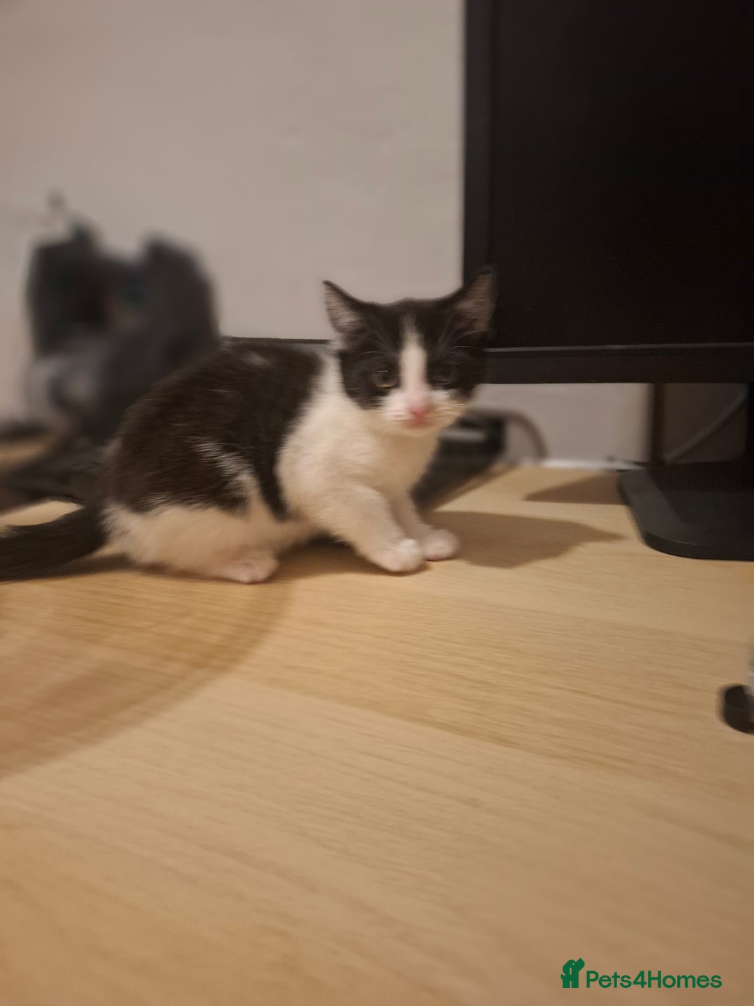 Mixed Breed cats for sale: 1 kitten left. READY NOW - Image 23