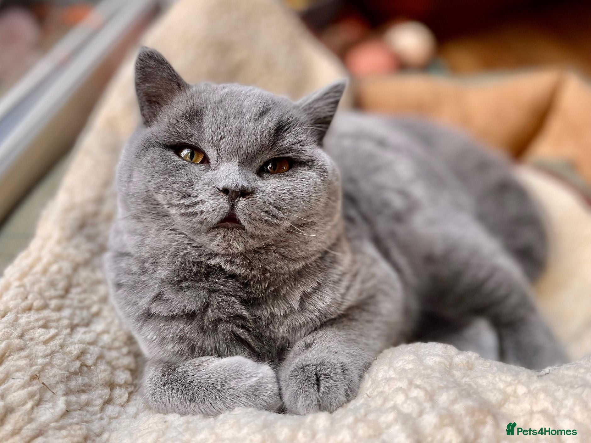 British Shorthair cats Adult British Blue's Available - Advert 1