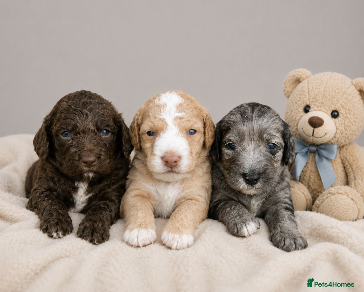 Cockapoo dogs Merles Blondes Apricots F2 Cockapoo Puppies  - Advert 1