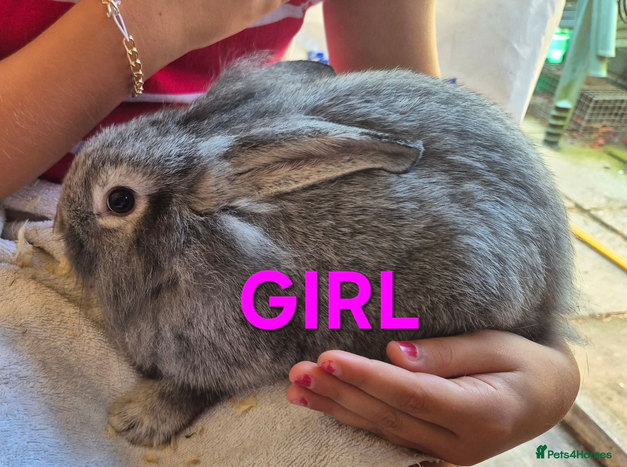 Mixed Breed rabbits Baby Bunnies for Sale........Baby Bunnies for Sale - Advert 2