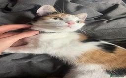 American Shorthair cats for sale: Milkshake the calico cat for sale - Image 4