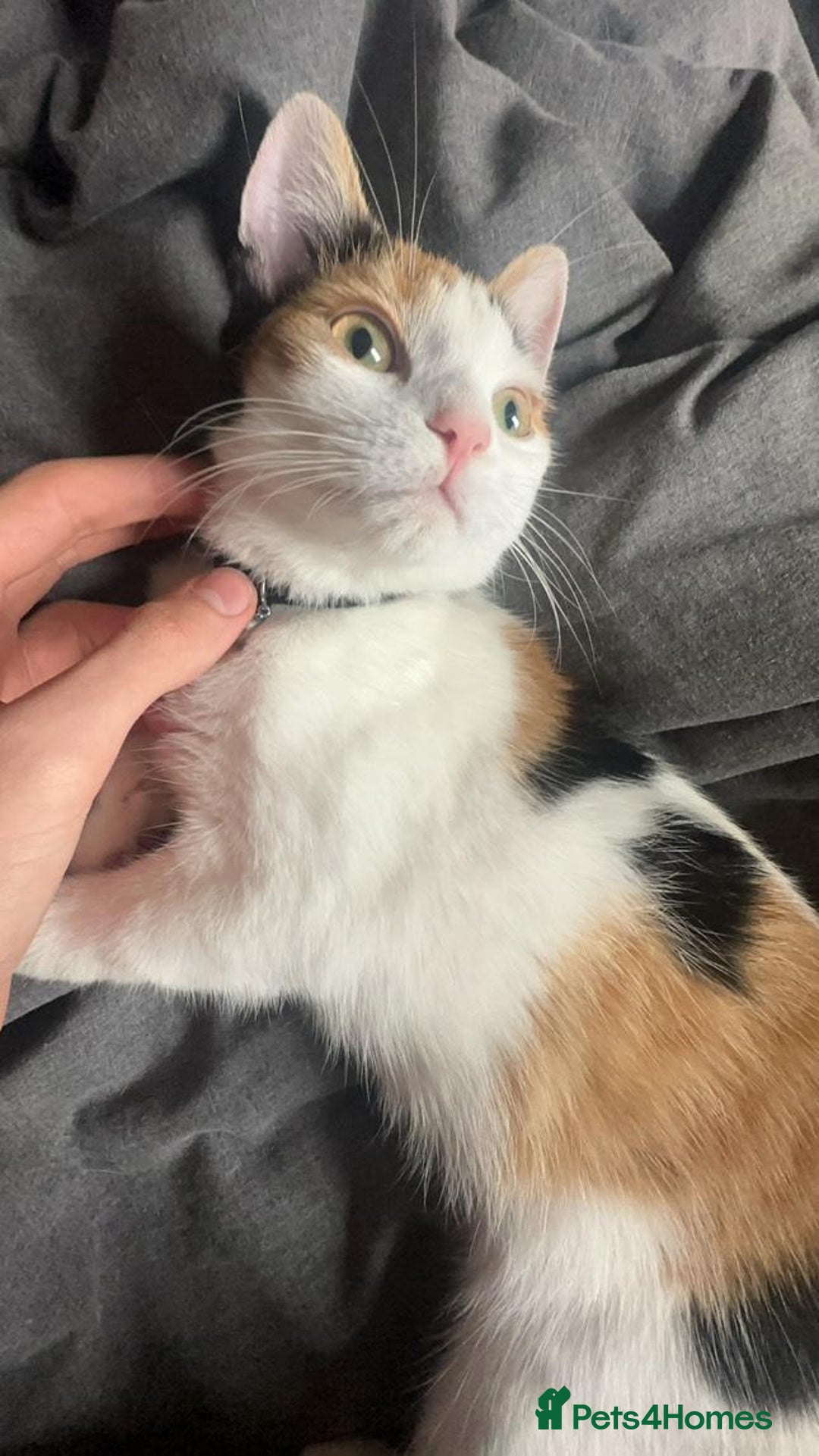 American Shorthair cats for sale: Milkshake the calico cat for sale - Image 4