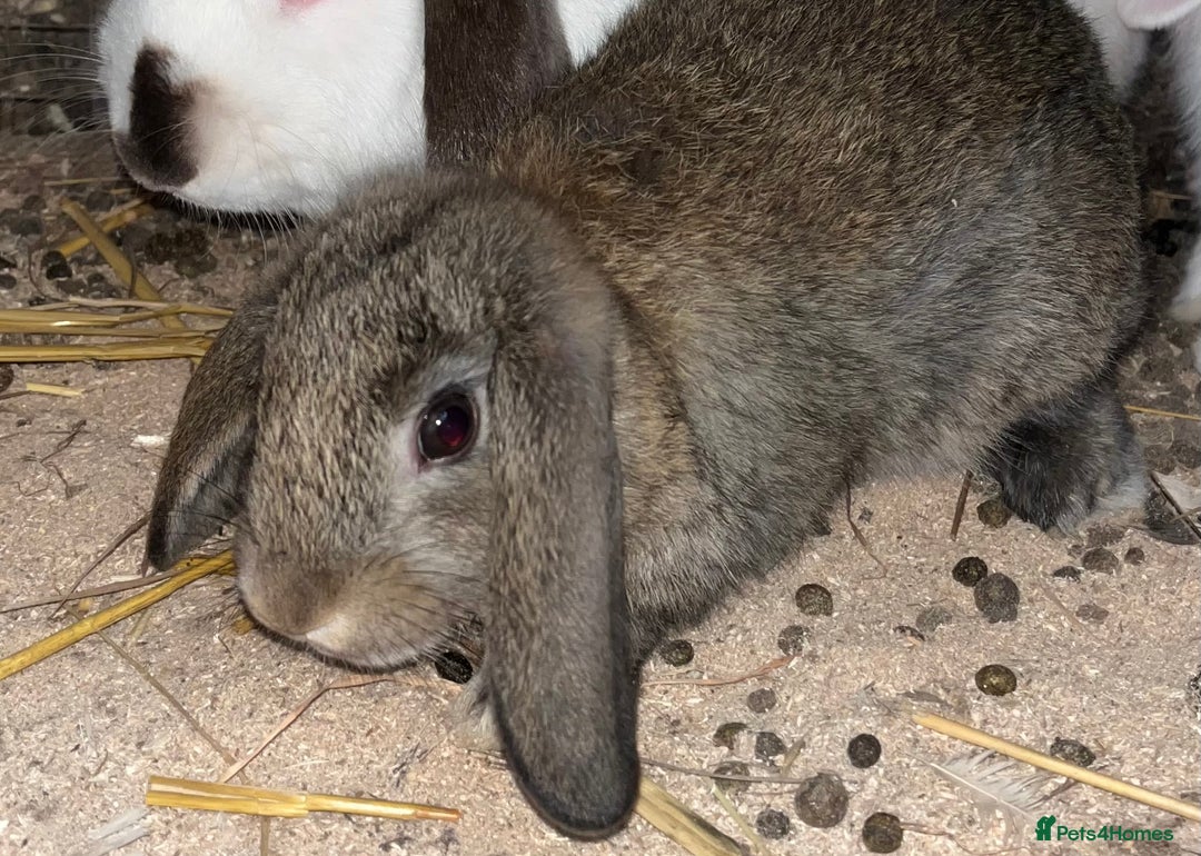 French Lop rabbits for sale: Beautiful Lop bunnies  - Image 13