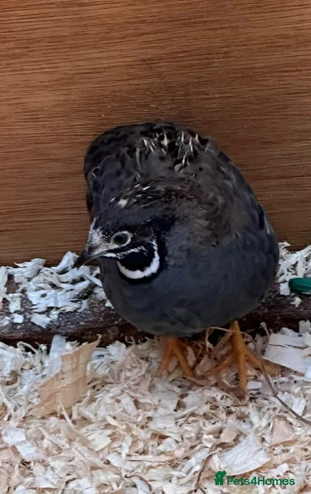 Quail poultry for sale: Chinese painted quail hatching eggs  in Woodbridge - Advert 2