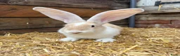Continental Giant rabbits for sale: Continental Giant Rabbit babies available  - Advert 2