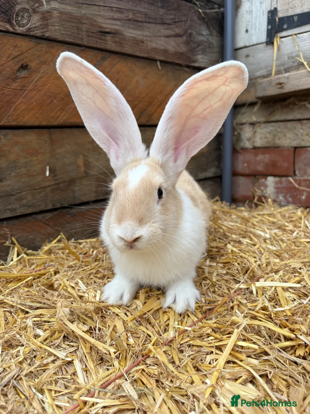Continental Giant rabbits for sale: Continental Giant Rabbit babies available  - Advert 2