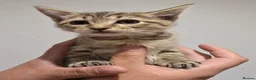 Mixed Breed cats for sale: Scottish Straight Cross Kittens  - Advert 27